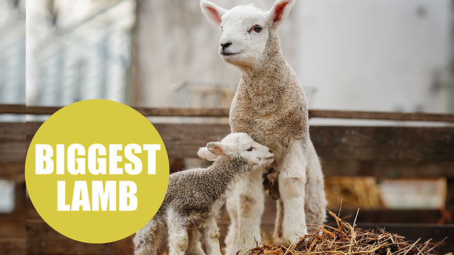 Huge lamb one of Britian's biggest ever born