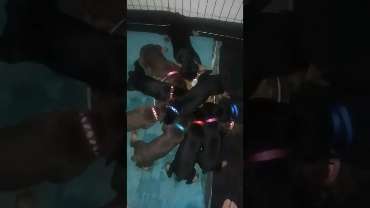 10 #dobermanpuppies vs 1 Food Dish! Who Will Win!? 🤣 #doberman #dobermanlove #puppies #puppy #lunch