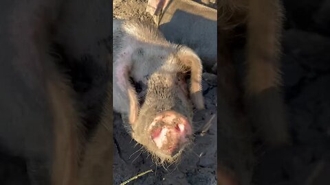 Don’t you want a pig? #pigs #farming #shorts