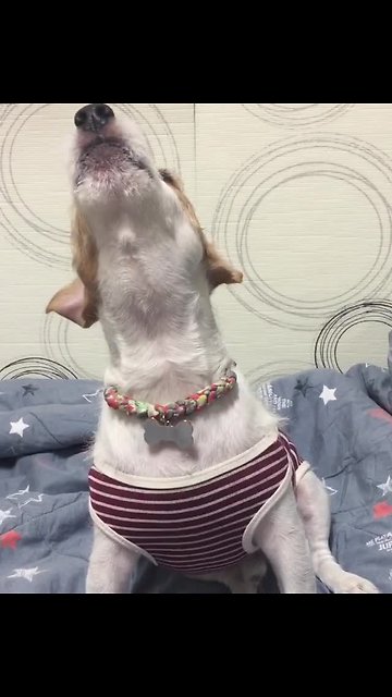 Jack Russell howl in response to Freddie Mercury's voice