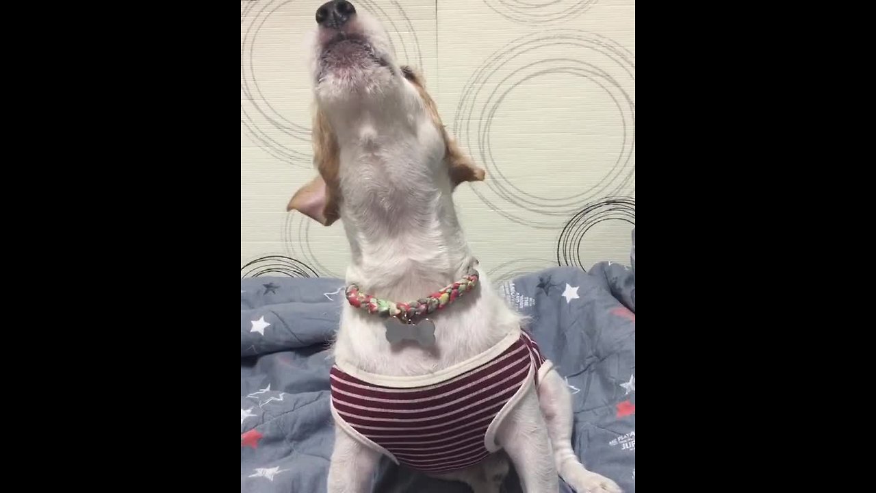 Jack Russell howl in response to Freddie Mercury's voice