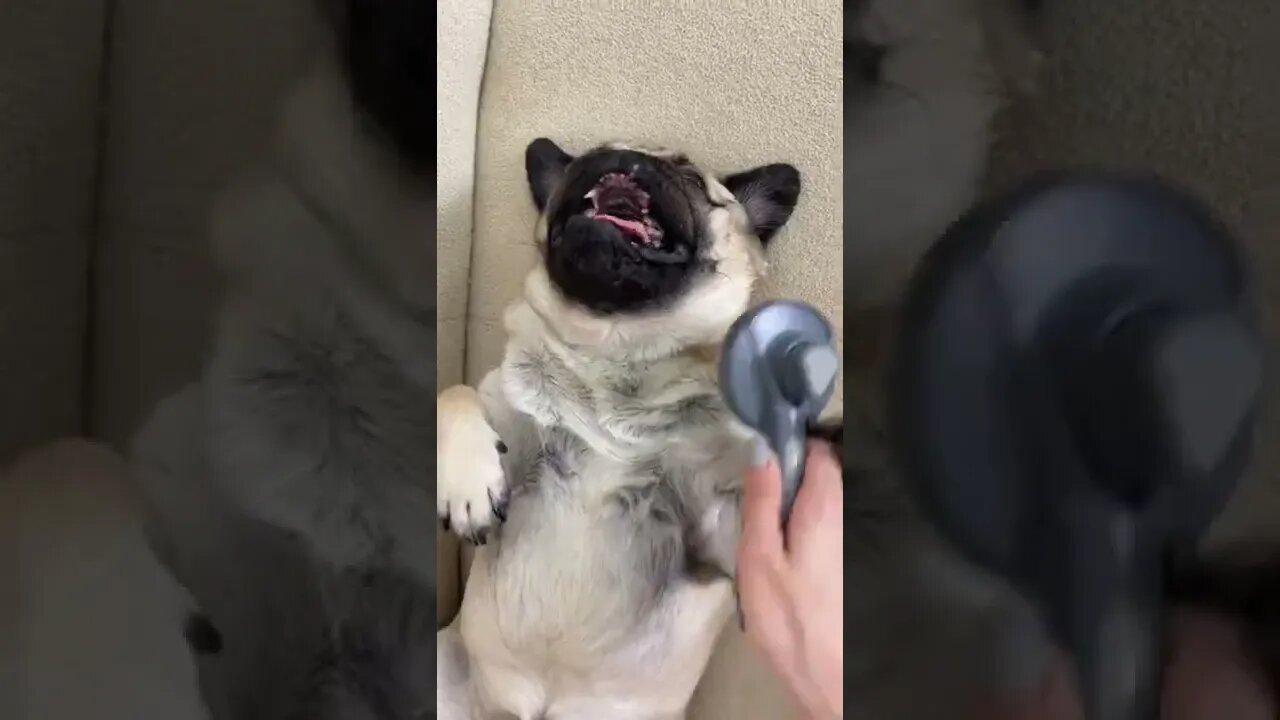 Pug accepts brush until...