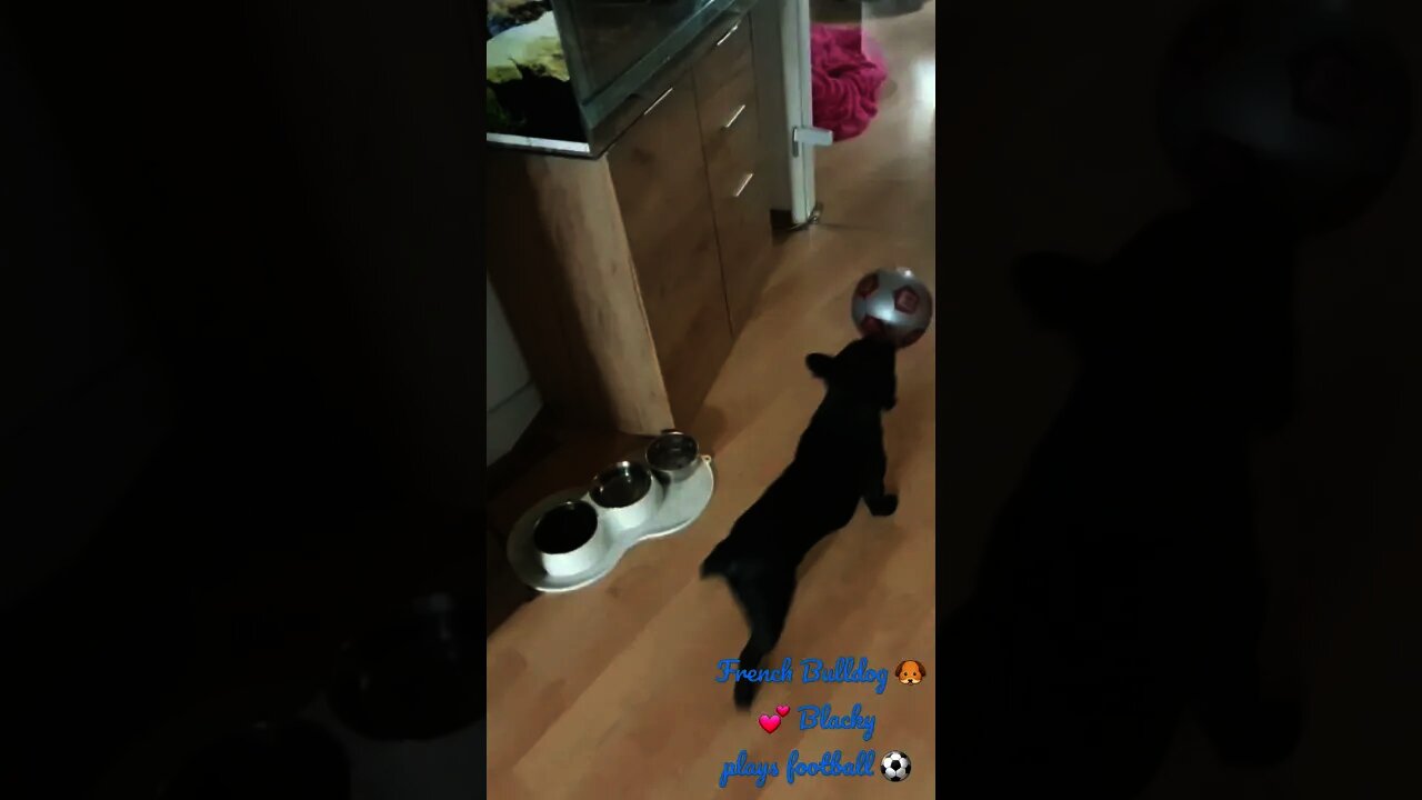 French Bulldog 🐶 Blacky plays football ⚽️