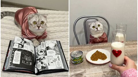 Silly cat enjoy delicious breakfast of different variety