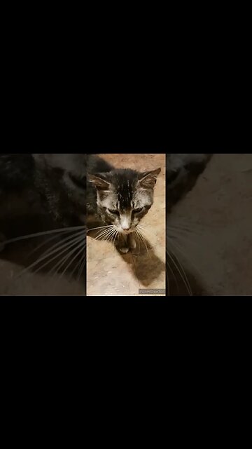 MY CAT IS STALKING ME FOR STEAK DONT TELL PETA