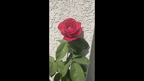 Spring Roses