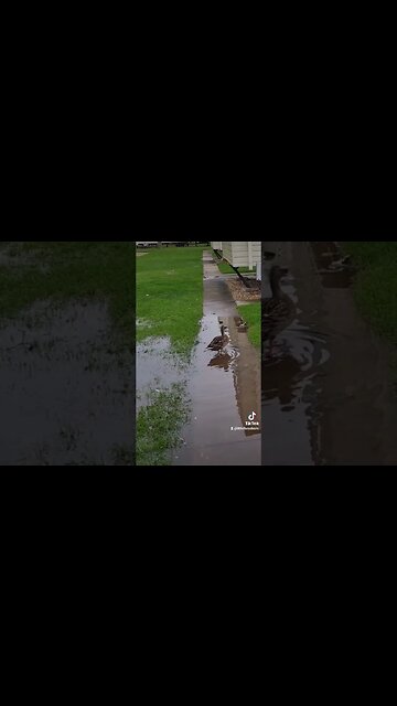 ducks taking a bath #tiktok k#tiktoktrend #ducks