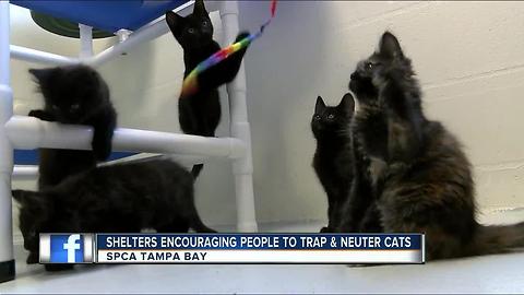 Kittens Galore! SPCA needs your help with strays