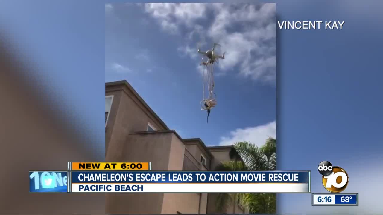 Pacific Beach man saves blind chameleon with drone