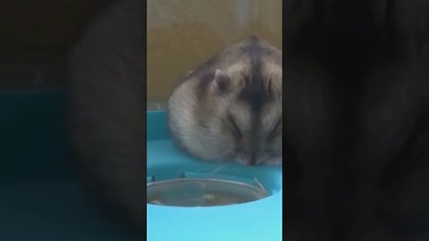 Hamster sleeping