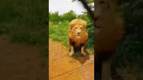 Presence Lion 🦁