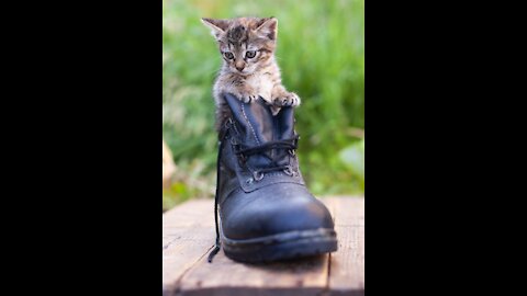 cat in the middle of shoes