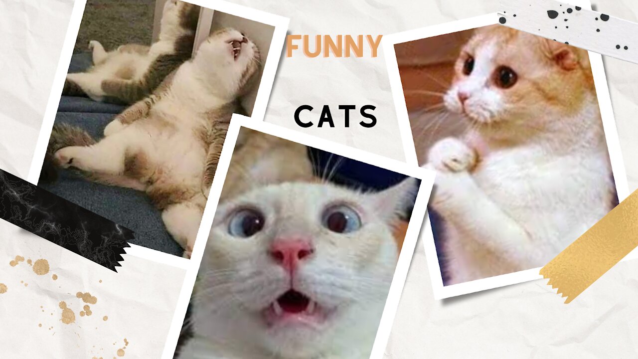 Funny Cat Videos