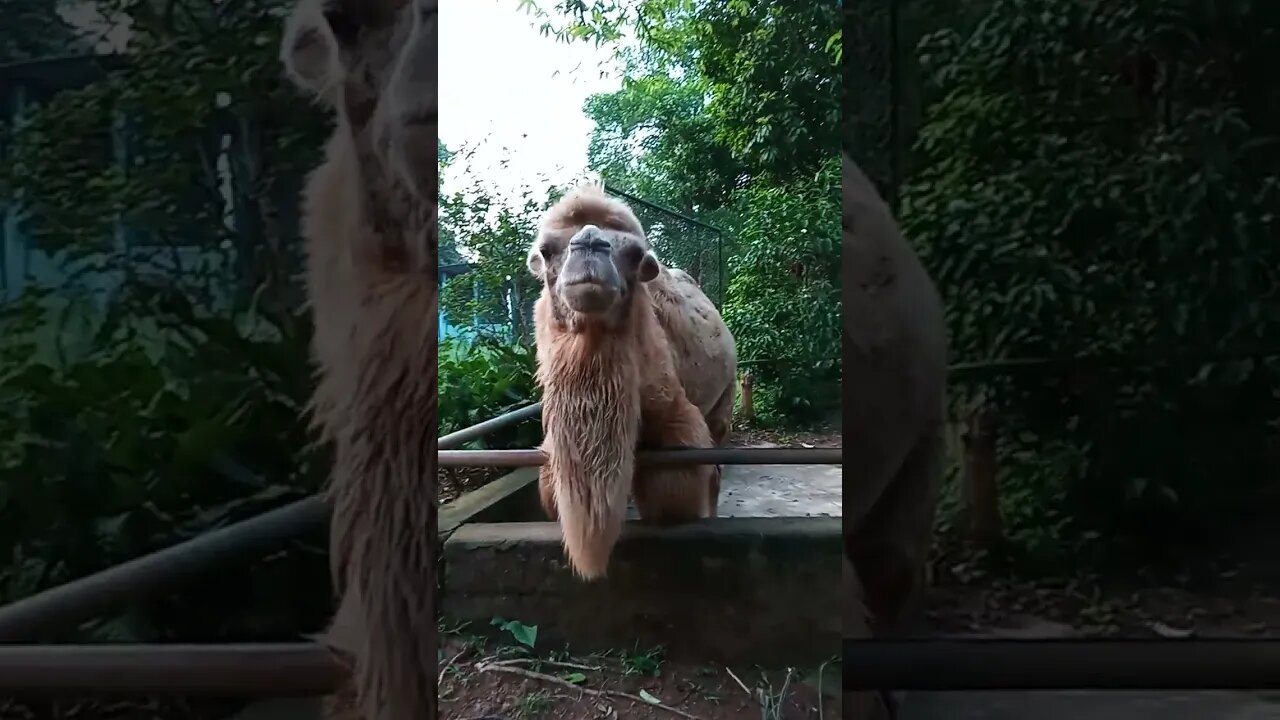 Hello Camel how are you?