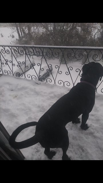 Cane Corso playing in the snow.