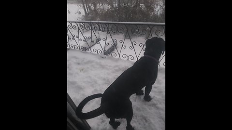 Cane Corso playing in the snow.