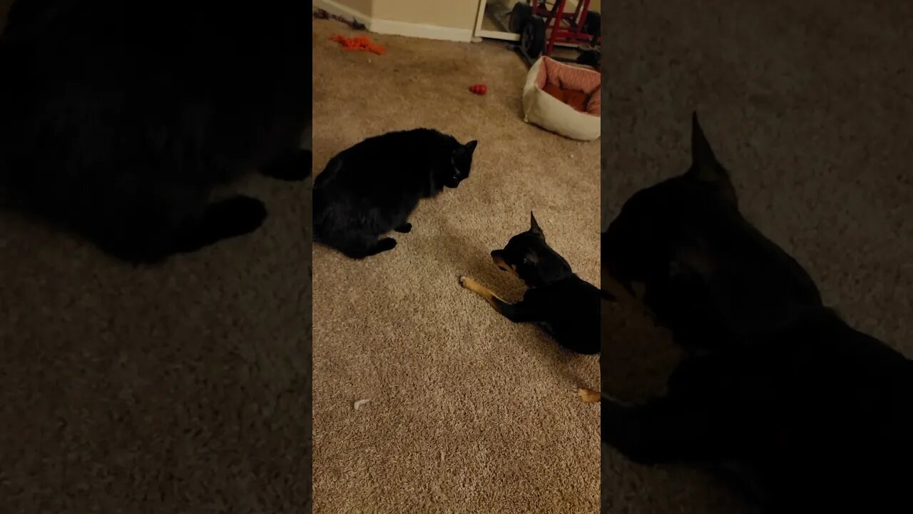 Snickers trying to tell Jellybean off but gets in trouble