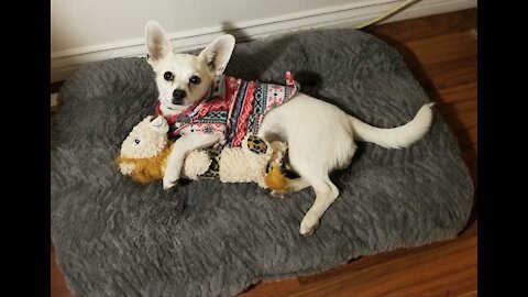 The sweater brothers howling