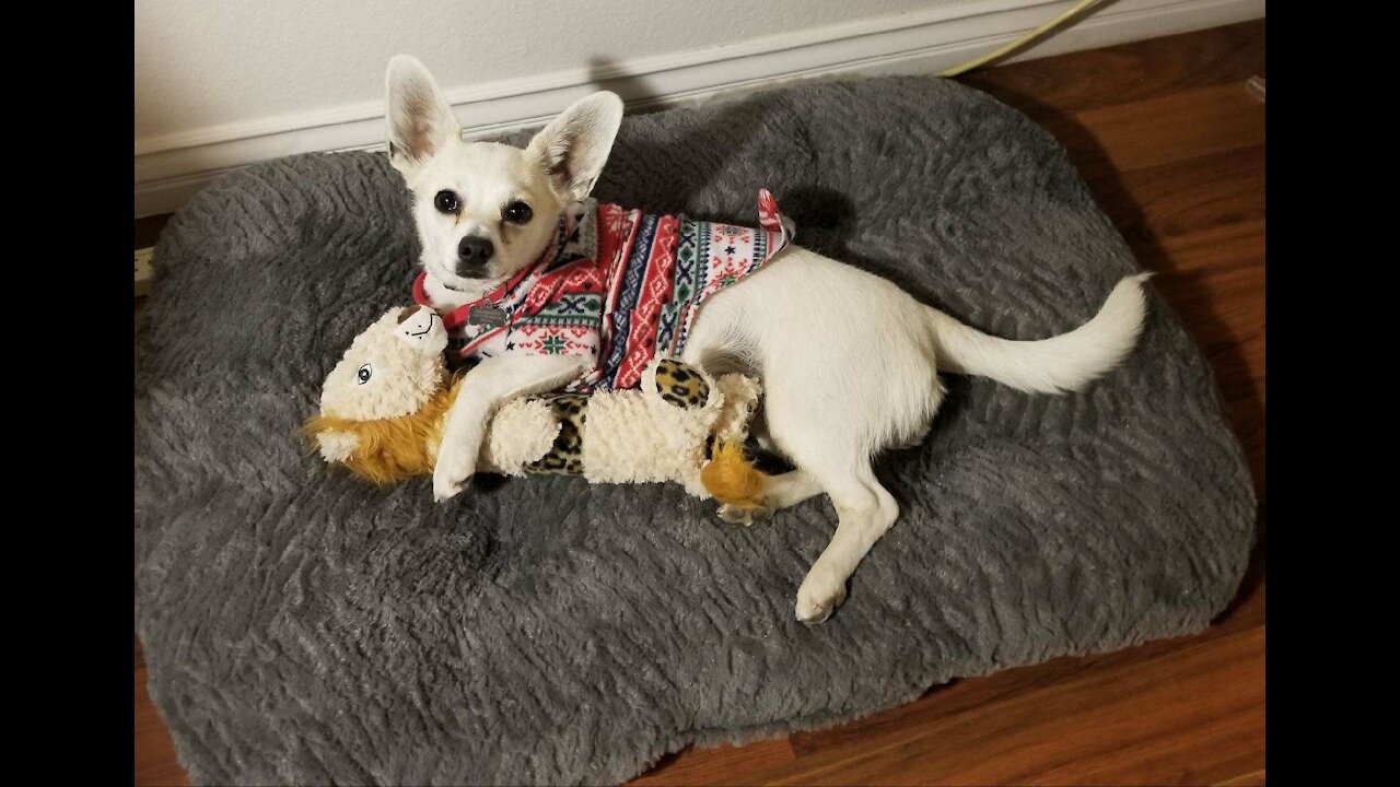 The sweater brothers howling