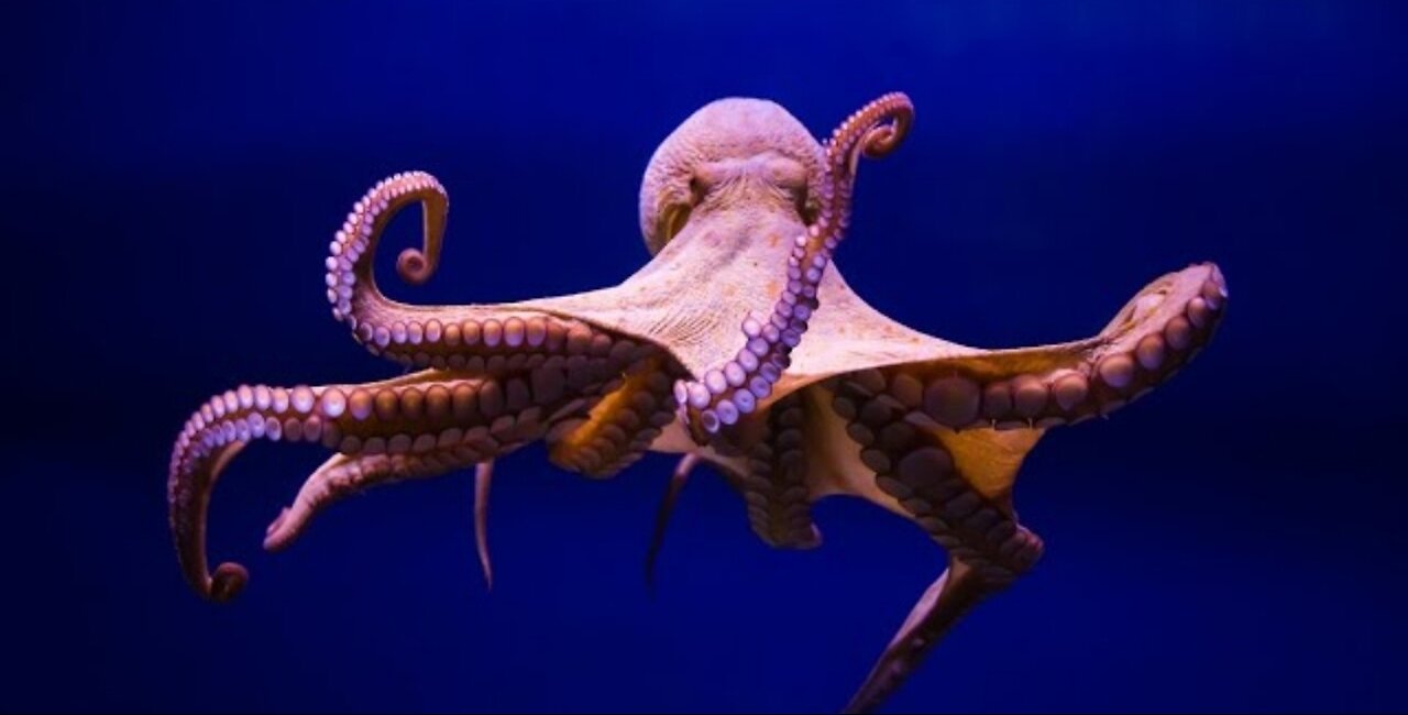 Amazing vidoes of octopus 🐙🦑