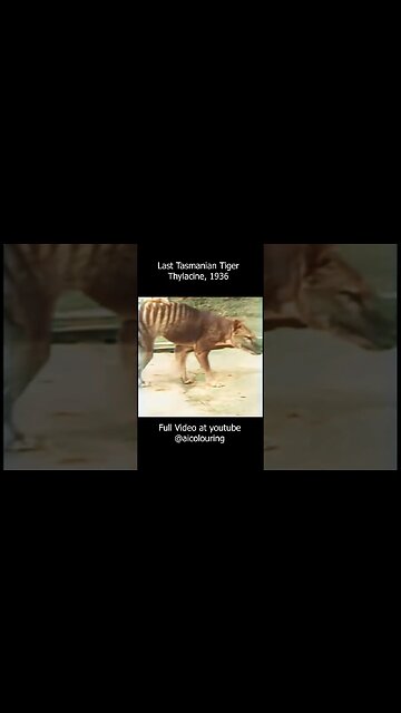 Last Tasmanian Tiger in the History - Thylacine, 1936 in colors. Improved and upscaled using AI