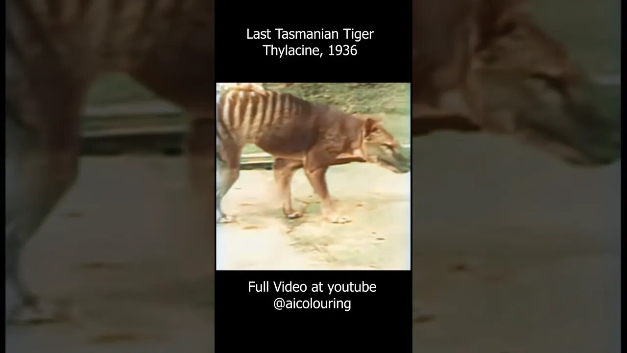 Last Tasmanian Tiger in the History - Thylacine, 1936 in colors. Improved and upscaled using AI
