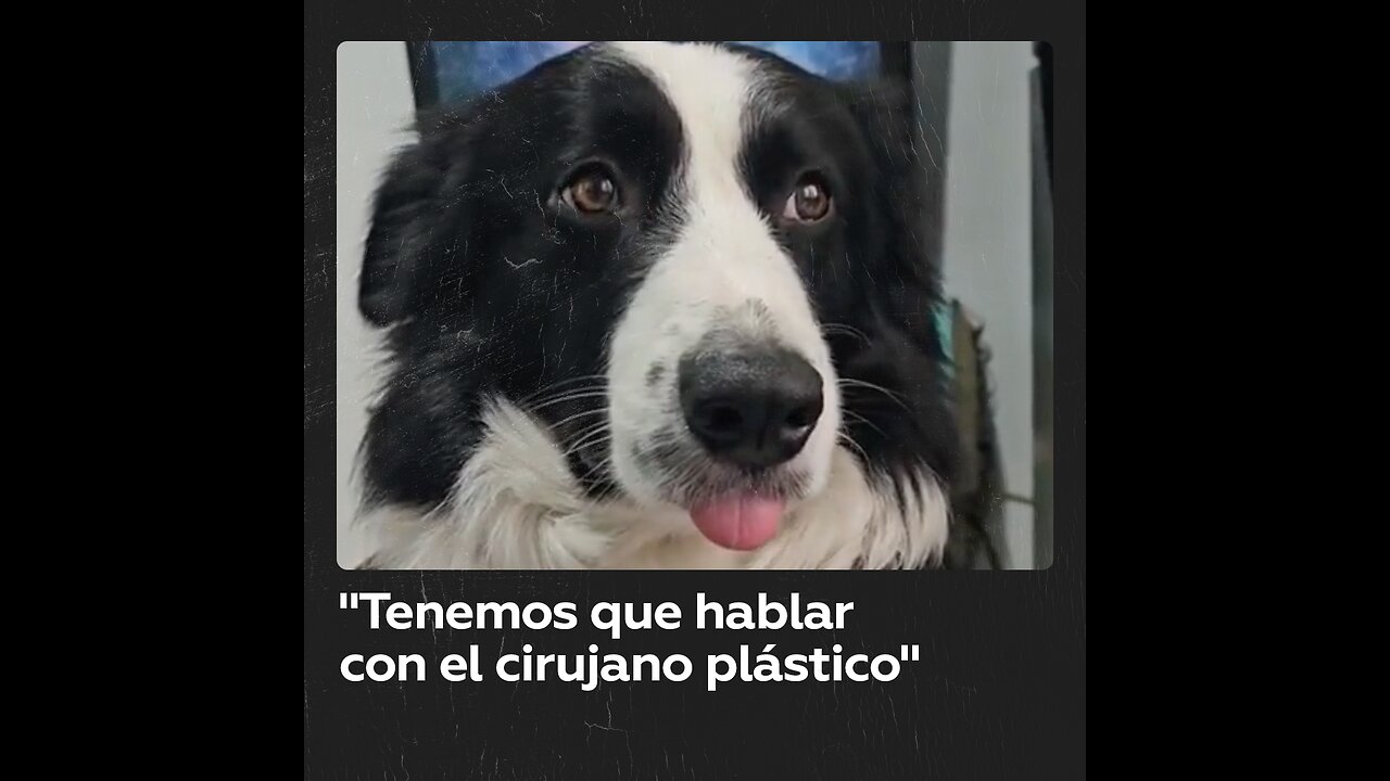 Esta es la reacción de un perro al escuchar que debe acudir al cirujano