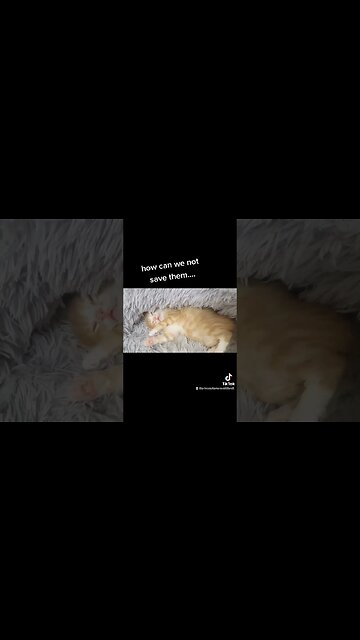 Rescue Kittens How can we not save them??