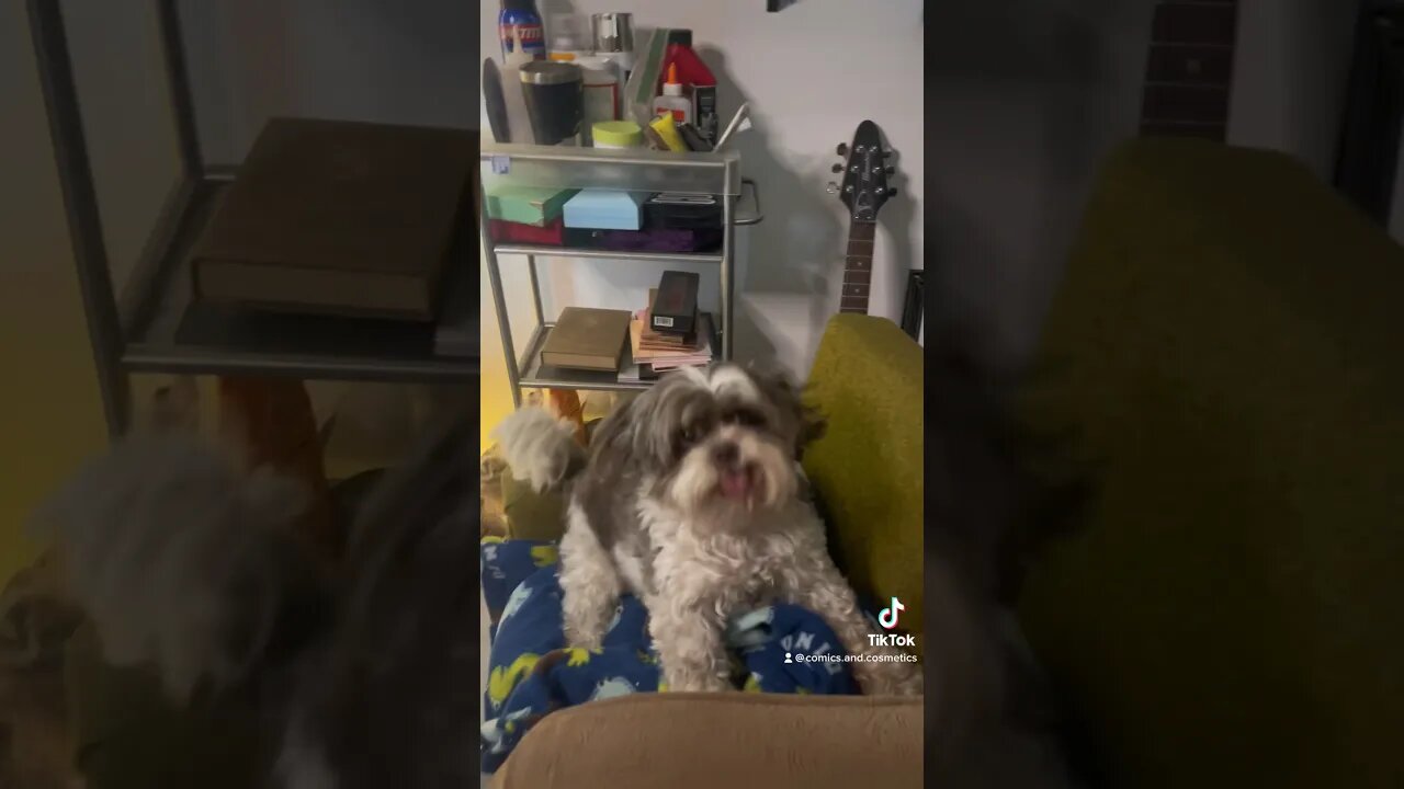 Timy the #EwokBaby trains for Sundays show #dog #puppy