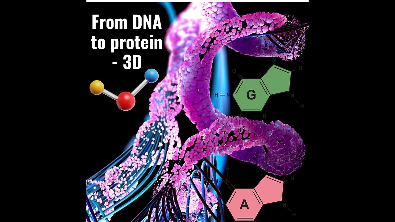 From DNA to protein - 3D