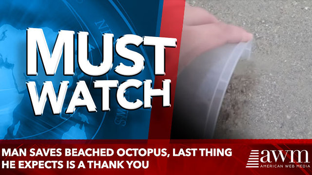 Man Saves Beached Octopus, Last Thing He Expects Is A Thank You