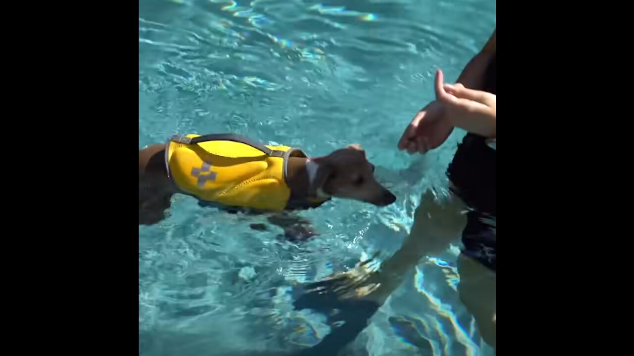 How I Teach Dogs to Swim