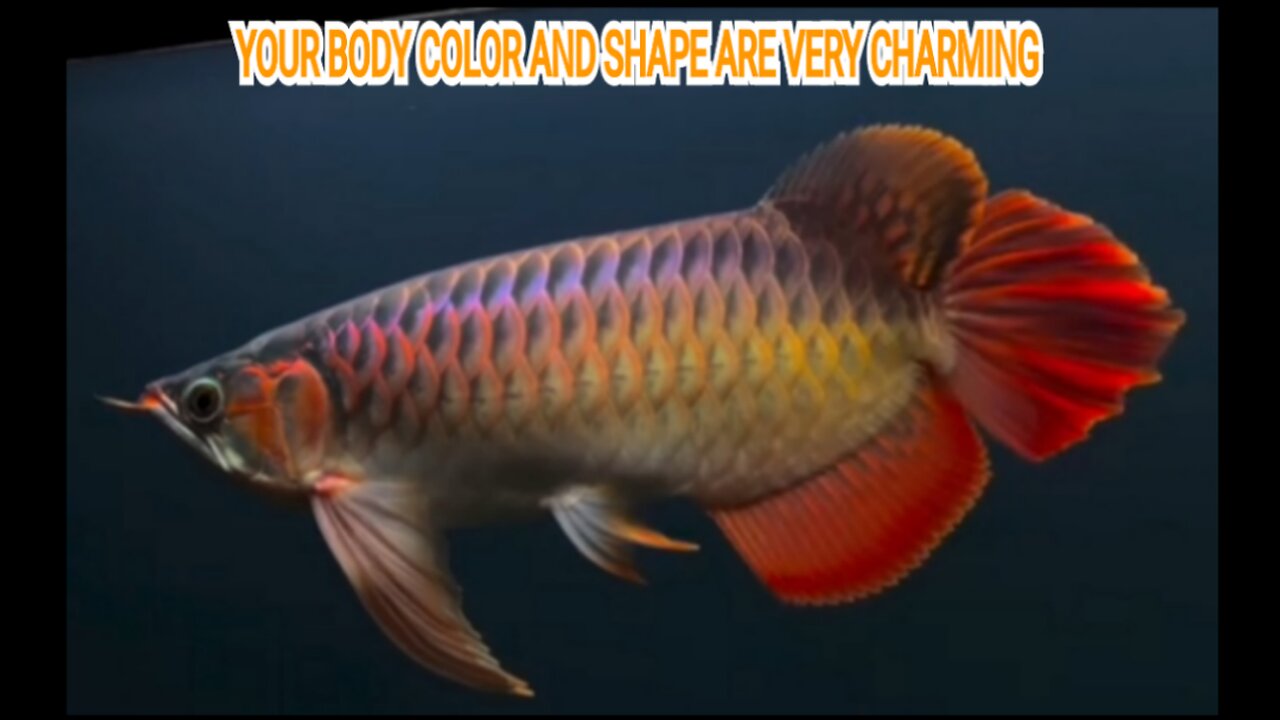 INDONESIAN SUPER RED AROWANA