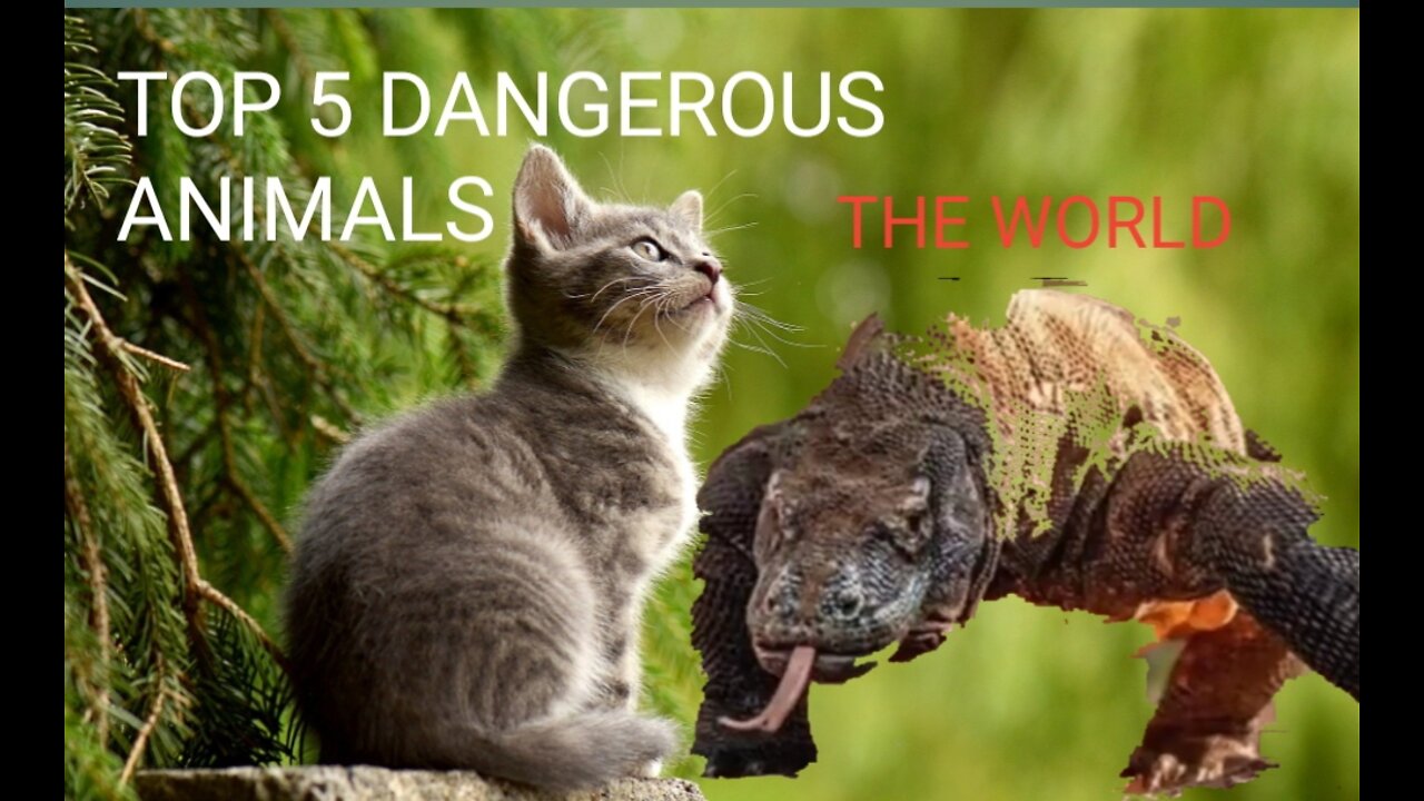 Top 5 Dangerous Animals