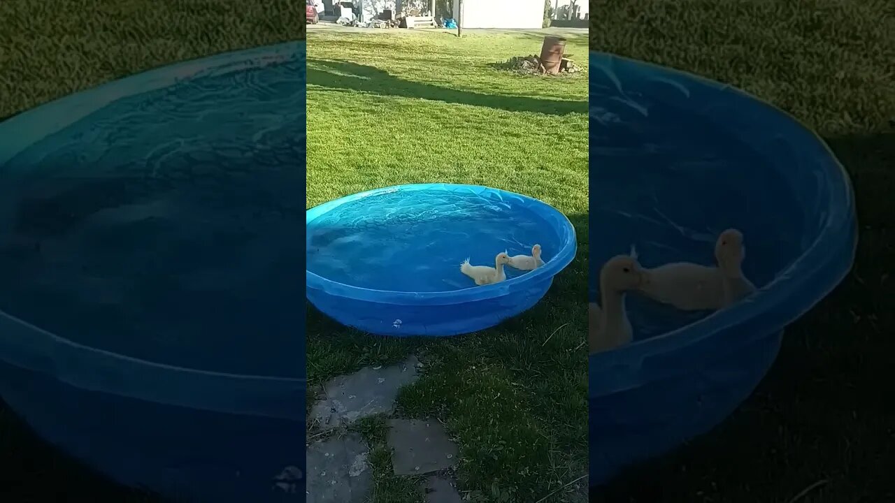 ducklings going for a swim