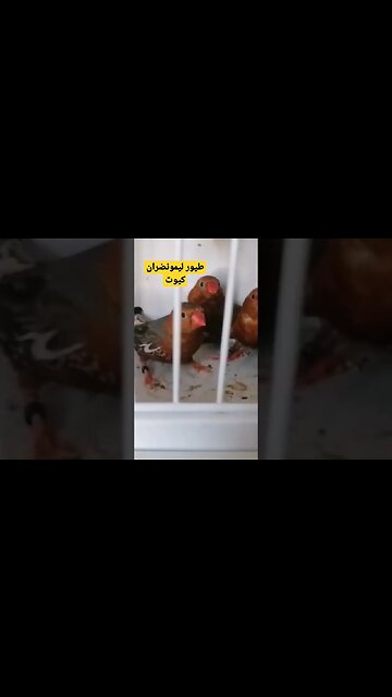 فراخ طيور ليمونضران كيوت روعة