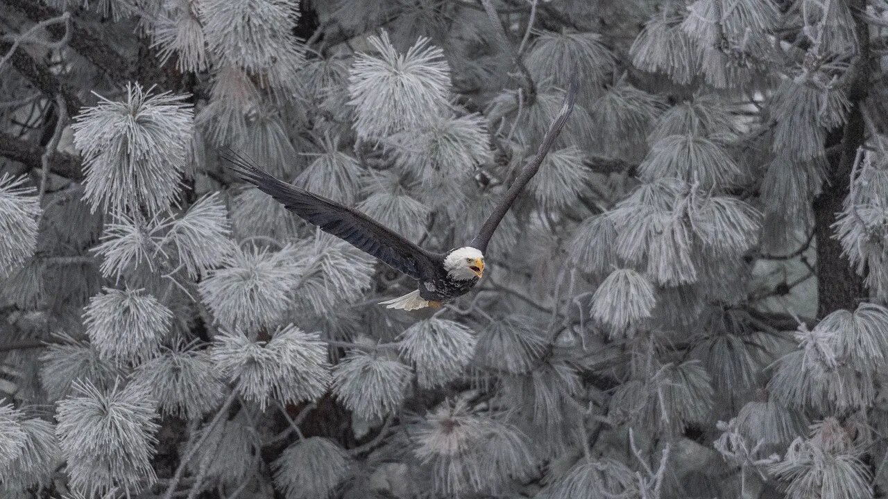 84-Shot Frame Animation, Bald Eagle, Sony A1/Sony Alpha1, 4k