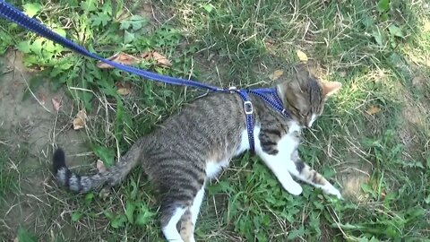 Adorable Little Cat Answers when I Talk to Him