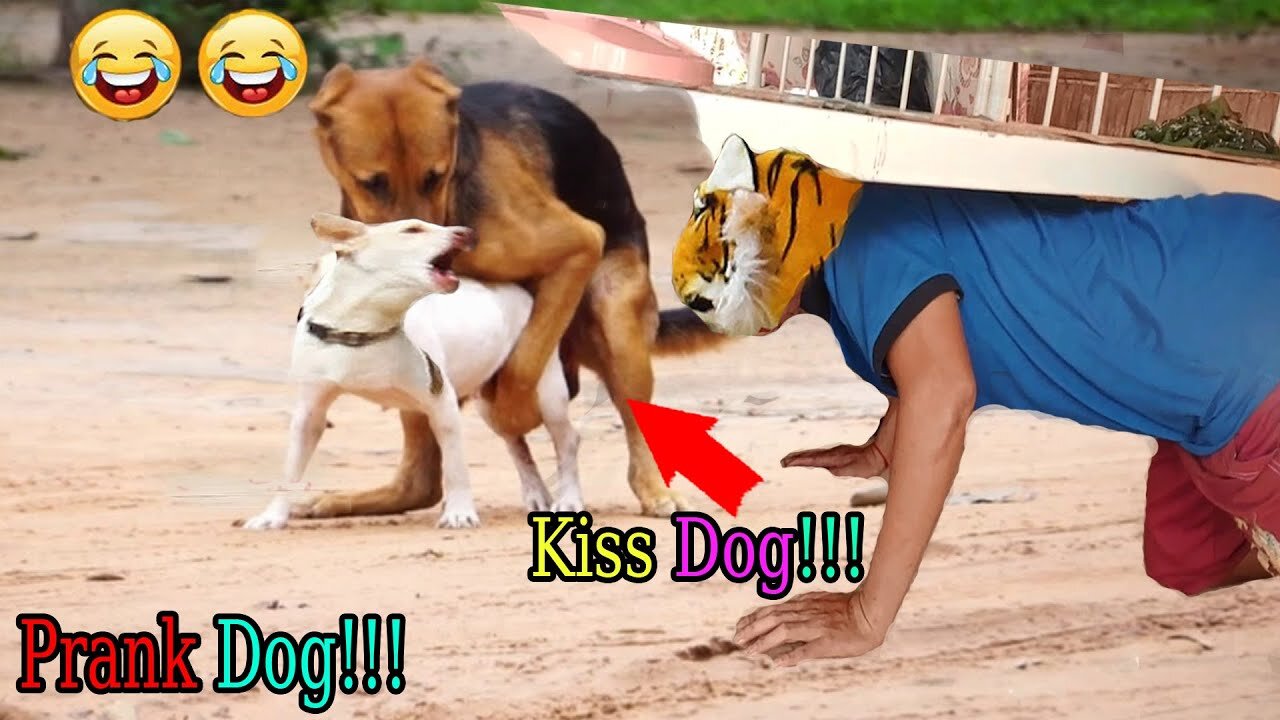 Kiss Dog Prank | WOW| So Funny Dog Prank 2021 Try To Stop Laugh