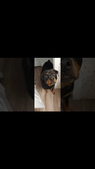 Can I Use The Bathroom? With a Rottweiler 🤣 #Shorts #rottweiler #dogs
