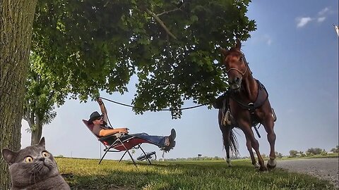 Longeing Cajun Horseman whilst Smoking Bolivar Cigar in Lawn Chair 😂🤣