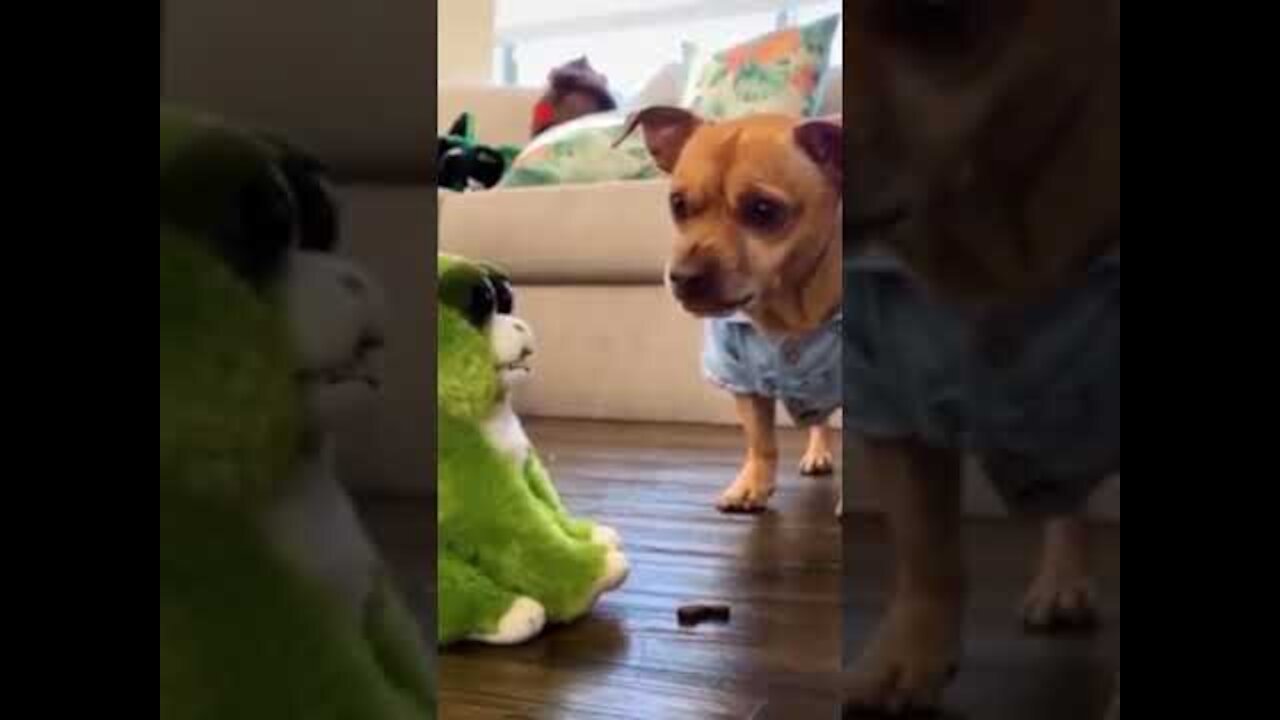 Compilation of Dogs and Cats Videos Funny Dogs and Cats #shorts