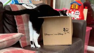 Cat's hilarious attempts to climb into box thwarted