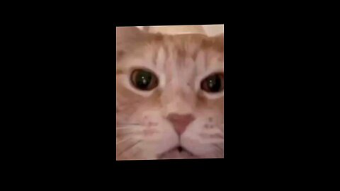 funny cat😆