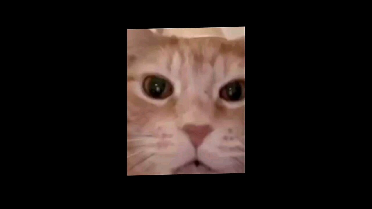 funny cat😆