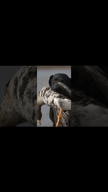 One. More. Week! #TheBigHonkerPodcast #outdoors #Texas #hunting