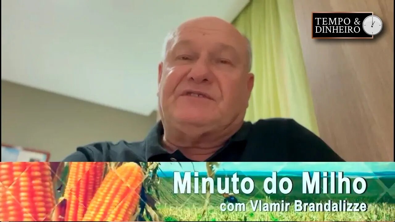 Milho tem queda de safra