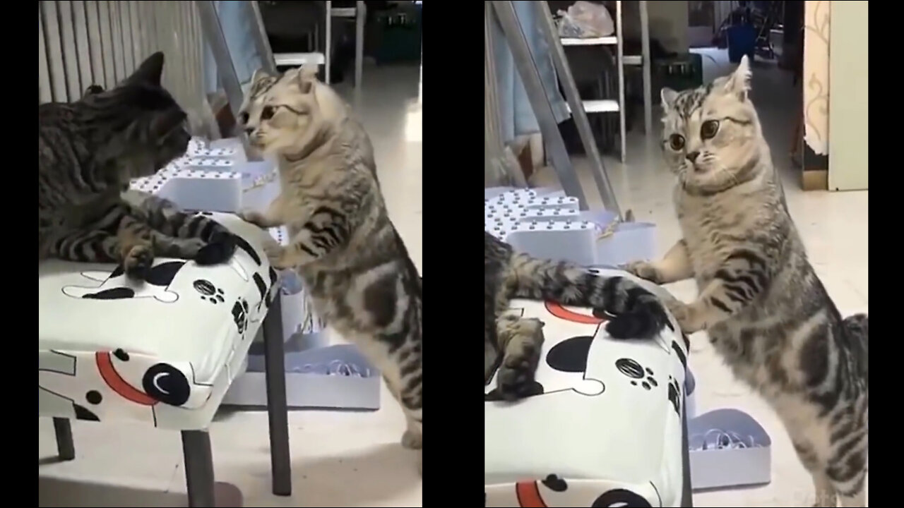 Top Funny Cat 17 crash with friend