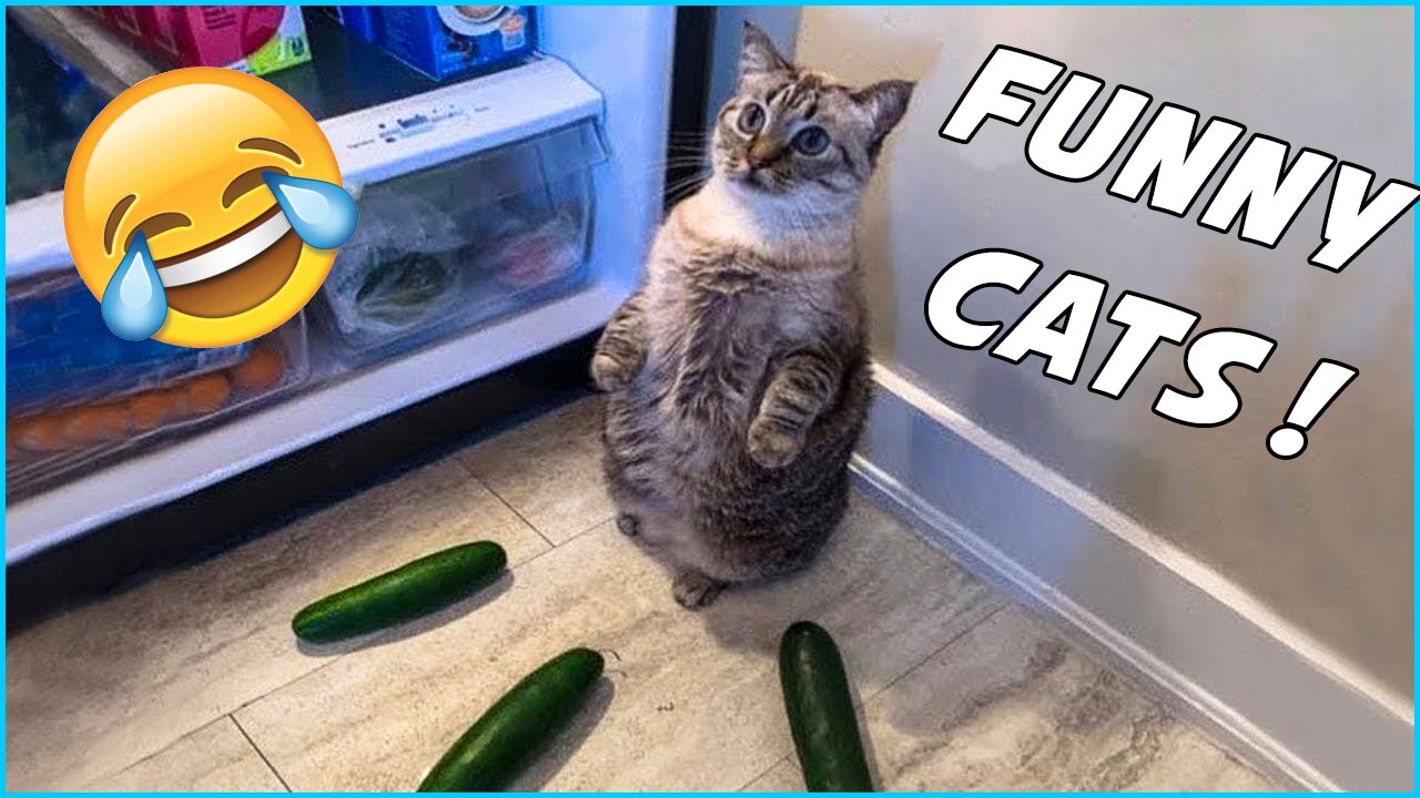 Funny Cats Videos Compilation #1 by That's Awesome