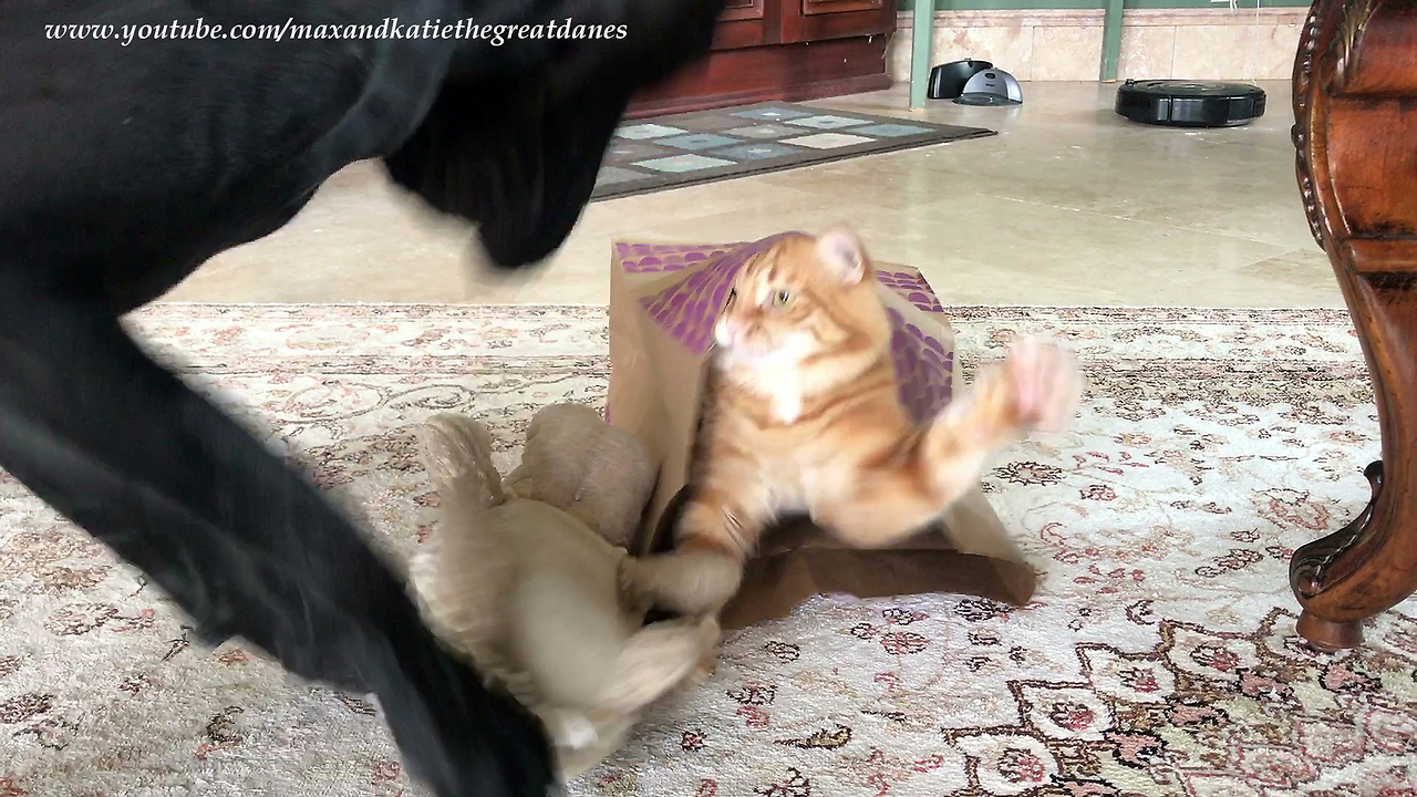 Playful Fast Cat Swats Pesky Great Dane